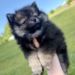 Pomeranian puppies from Knox Posh Poms