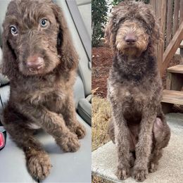 Labradoodle Puppies from Dotsie's Doodles