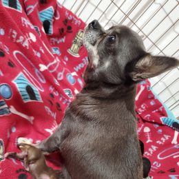 Svetlana - Chihuahua
