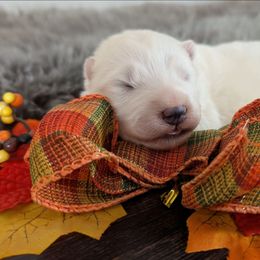 Blue - White male Samoyed puppy in Erda, Utah from Desert Snow Samoyeds