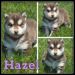 Hazel - Red and white female Siberian Husky puppy in Merrill, Michigan from Haase Family Kennels