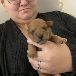 Schnoodle Puppies from Noodle Tings Puppies