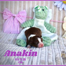 Anakin - Red tri male Miniature Australian Shepherd puppy in Madisonville, Texas from Flying LL Aussies