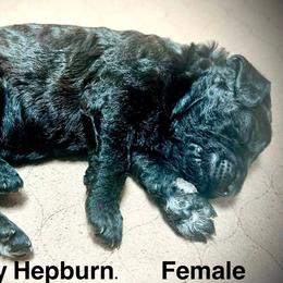Pawdrey Hepburn - Black female Poodle puppy in Stanley, Wisconsin from McJare's Puppy Palace