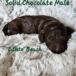 EDISTO - Chocolate male Goldendoodle puppy in St. George, South Carolina from Southern Hunters Mini Doodles