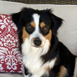 Millie - Miniature Australian Shepherd