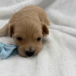 Boy 1 - Apricot male Maltipoo puppy in Turlock, California from 209PuppiesCaliforniaMaltipoo