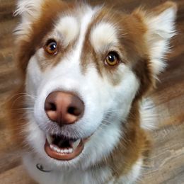 Nova - Siberian Husky