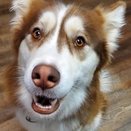 Nova - Siberian Husky