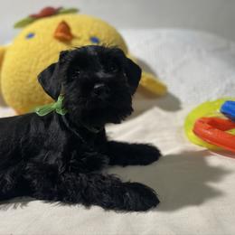 Wilson - Black male Miniature Schnauzer puppy in San Diego, California from KMS-Miniature Schnauzers
