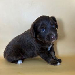 Girl 2 - Red tri female Toy Australian Shepherd puppy in Hokes Bluff, Alabama from Alegria Toy Aussies