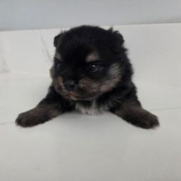 Quincy - Tri-colored male Pomeranian puppy in New Lenox, Illinois from Illinois Poms