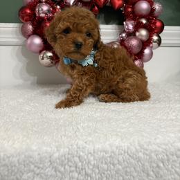 Red - Red male Maltipoo puppy in Philadelphia, Pennsylvania from HMH’s Boxers, Maltipoos & Cavaliers