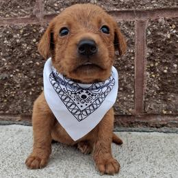 Girl 2 - female Labrador Retriever puppy in Potosi, Wisconsin from Point and Flush Gun Dogs