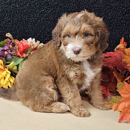 Apple Crisp - Sable male Goldendoodle puppy in Norton, Ohio from Keepsake Doodles