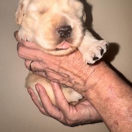 Golden Retriever Puppies from Goldilocks Golden Retrievers