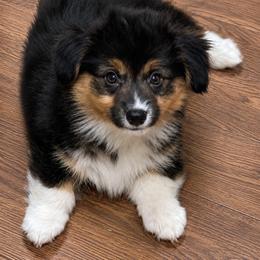 Teddy - Black and tan male American Corgi puppy in Hico, Texas from Chisholm Trail Kennels
