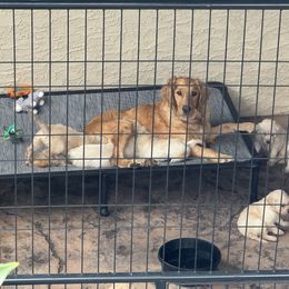 Golden Retriever Puppies from K5 Dog Services