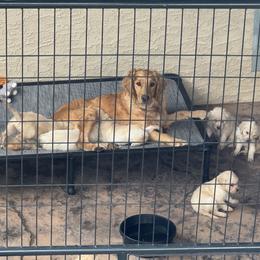 Golden Retriever Puppies from K5 Dog Services