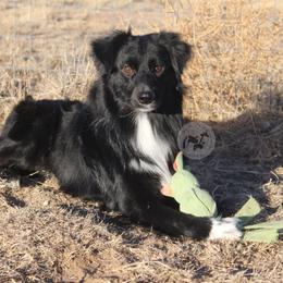 Waldo - Australian Shepherd