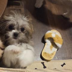 Midwest Mini Misty - Beige female Mi-Ki puppy in Clearwater, Kansas from Midwest Mini Mi-kis