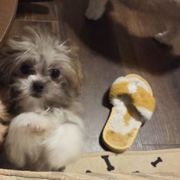 Midwest Mini Misty - Beige female Mi-Ki puppy in Clearwater, Kansas from Midwest Mini Mi-kis