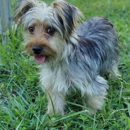 Yorkshire Terrier Puppies from Hip Hoppin Yorkies