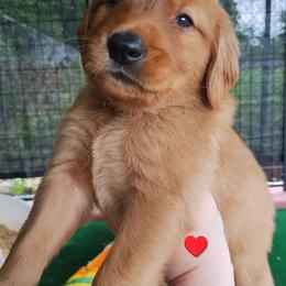 Red - Dark golden male Golden Retriever puppy in Davisboro, Georgia from Ginger Snap Golden Retrievers