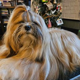 Alani - Lhasa Apso