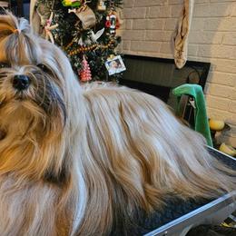 Alani - Lhasa Apso