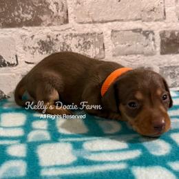 Chocolate and Tan Smooth Orange Collar - Chocolate and tan male Dachshund puppy in Cleveland, Tennessee from Kelly's Doxie Farm