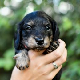 Rose - Black and cream female Dachshund puppy in Youngstown, Florida from Paradox Dachshunds