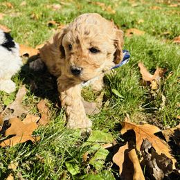 Stan - Apricot male Cavapoo puppy in Nixa, Missouri from Davis Family Doodles