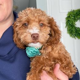 Marley - Goldendoodle