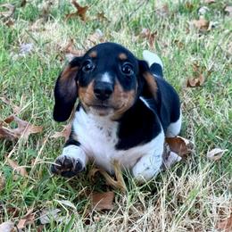Shades AKC FULL - Piebald male Dachshund puppy in Gentry, Arkansas from Sweet As Pie Doxies
