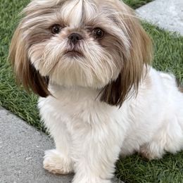 Bunny - Shih Tzu