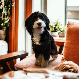 Daisy - Bernedoodle