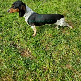 Dachshund All Grown Up from 4J Dachshunds