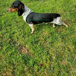 Dachshund All Grown Up from 4J Dachshunds