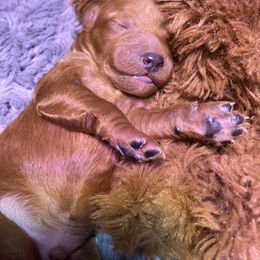 Goldendoodle Puppies from Simply Mini Goldendoodles