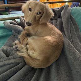 Blondie - Dachshund