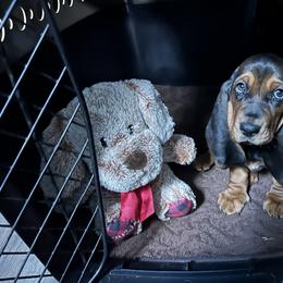 Basset Hound Puppies from Olveras Hound of Ohio