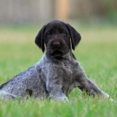 German Wirehaired Pointer Puppies from Reece GWP
