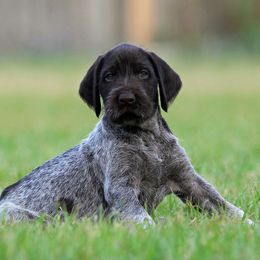 German Wirehaired Pointer Puppies from Reece GWP