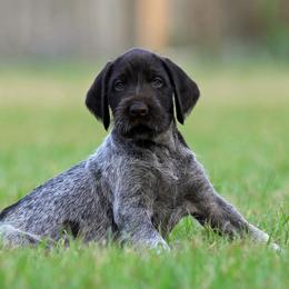 German Wirehaired Pointer Puppies from Reece GWP