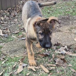 Naviah - Sable female German Shepherd puppy in Murray, Kentucky from Froschwald German Shepherds and Xanadu Teddy Roosevelt Terriers