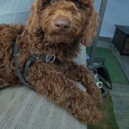 Australian Cobberdog Puppies from Lively Acres Cobberdogs