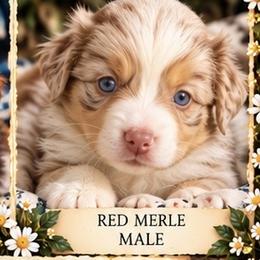 Apollo - Red merle male Miniature American Shepherd puppy in Plant City, Florida from Osborne & Stormborn FL Kennels