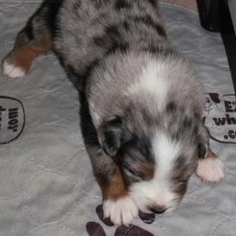 Pup 4 - Blue merle male Miniature American Shepherd puppy in Rensselaerville, New York from Callen Kennels
