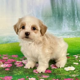 PHOENIX - Gold male Havanese puppy in Summerfield, Florida from Honor Havanese
